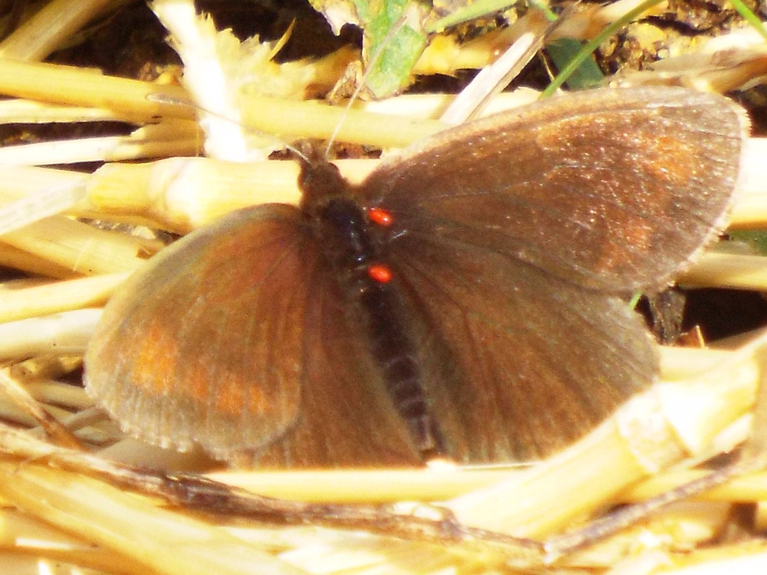 Farfalle malmesse - Erebia sp.